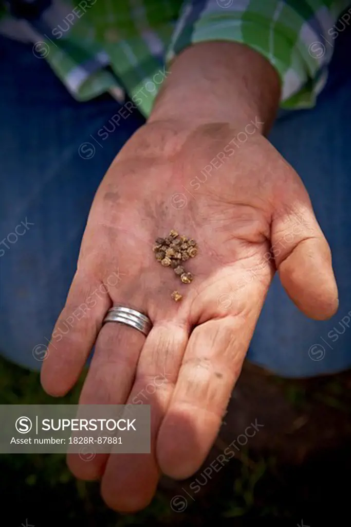 Close-up of Gardener holding Seeds