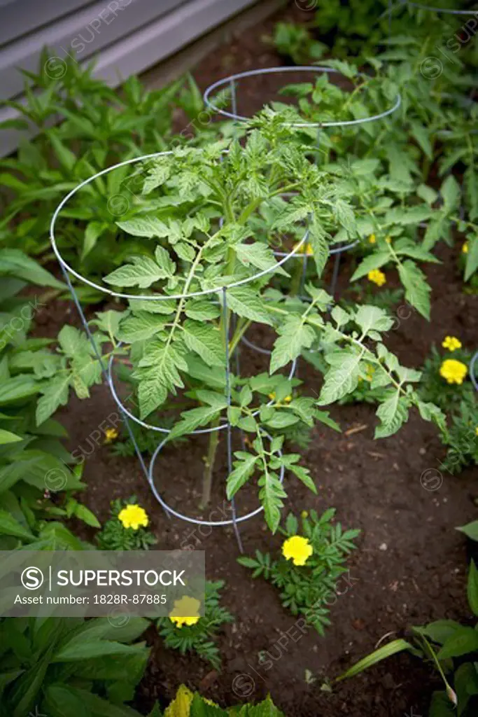 Tomato Plants in Garden, Toronto, Ontario, Canada