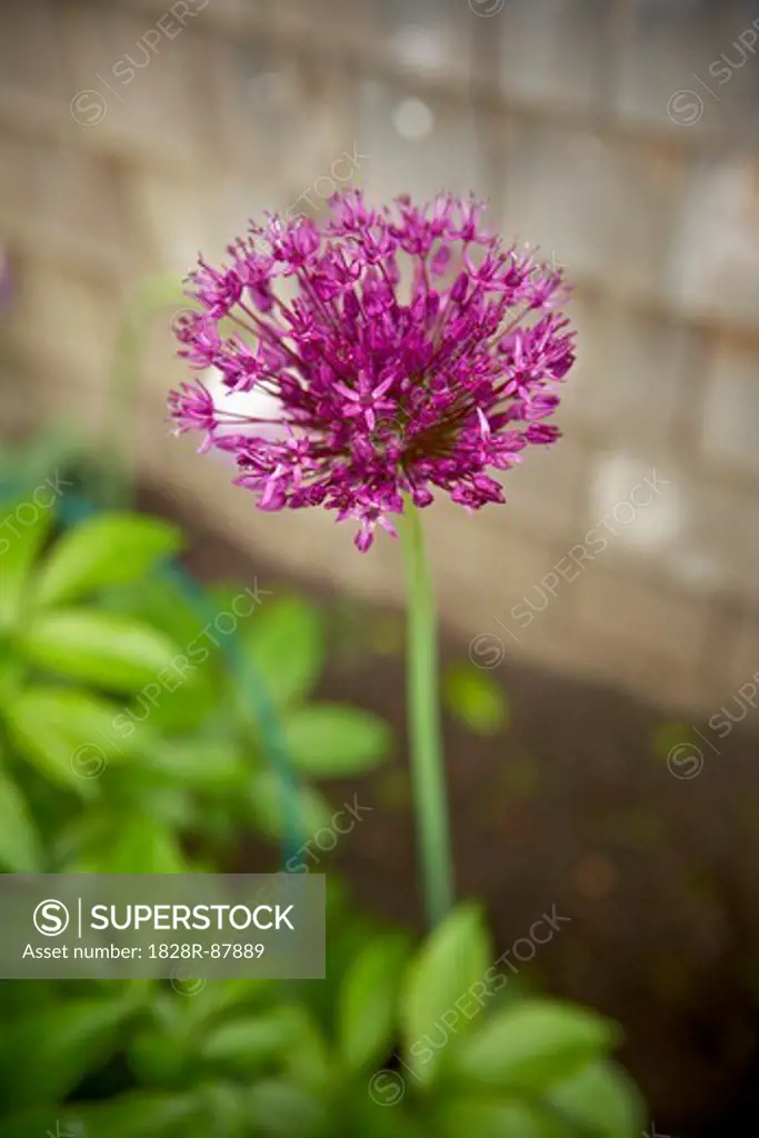 Close-up of Allium, Toronto, Ontario, Canada