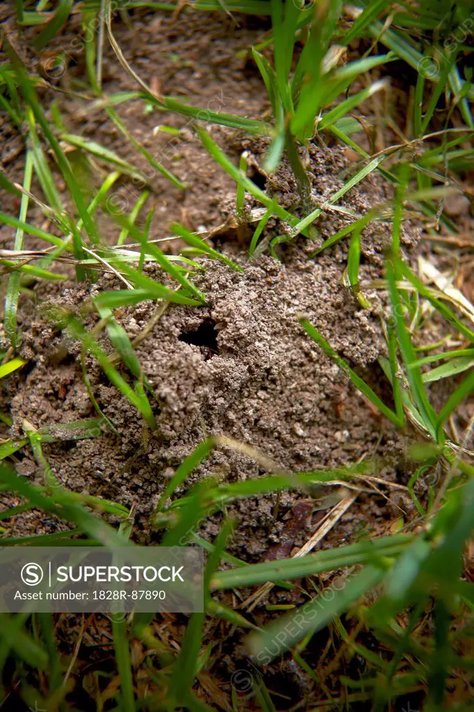 Close-up of Anthill in Grass, Toronto, Ontario, Canada