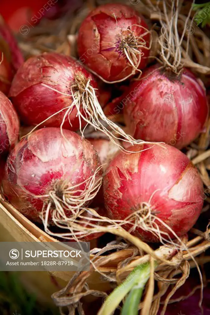 Close-up of Harvested Red Onions, Toronto, Ontario, Canada