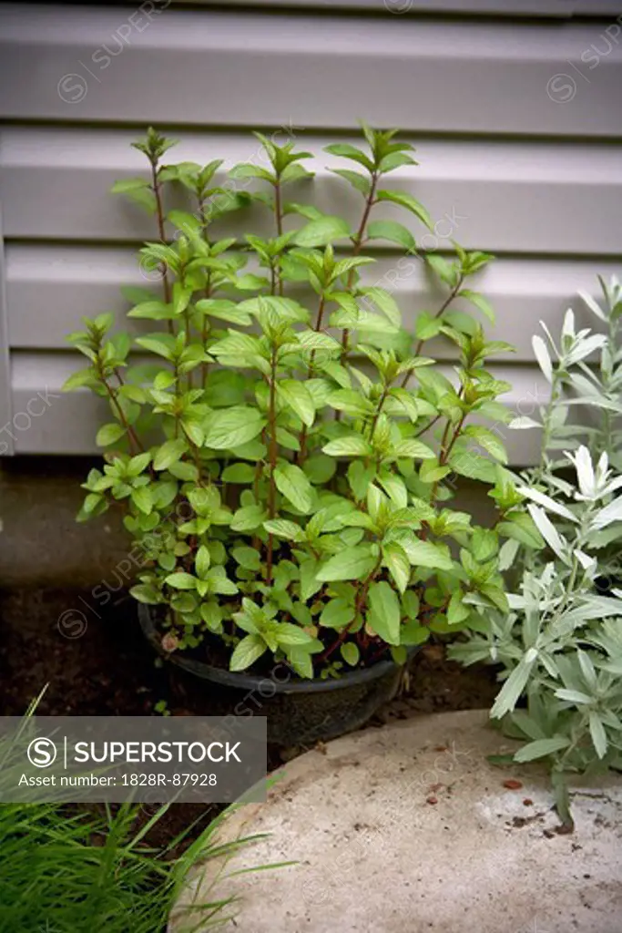 Potted Chocolate Mint in Garden, Toronto, Ontario, Canada