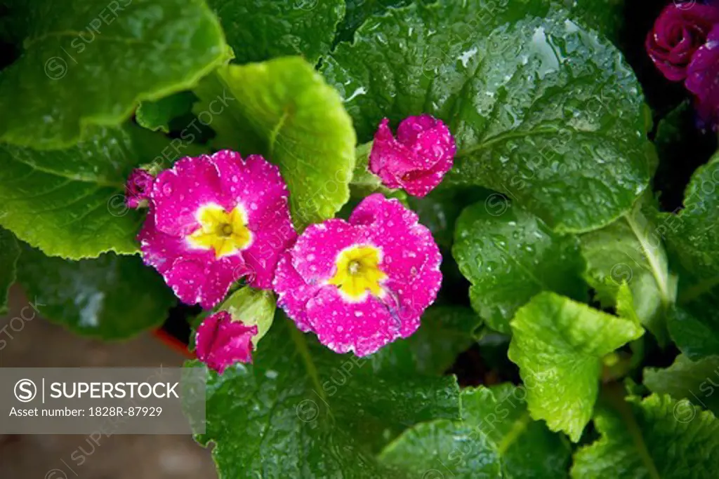 Water Drops on Primula Flowers, Toronto, Ontario, Canada