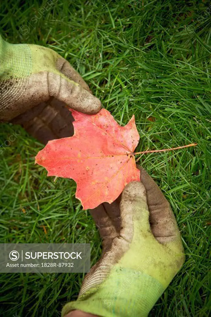 Gardener holding Maple Leaf, Toronto, Ontario, Canada
