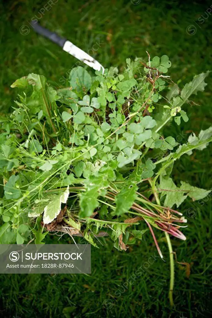 Close-up of Pulled Weeds on Lawn, Toronto, Ontario, Canada