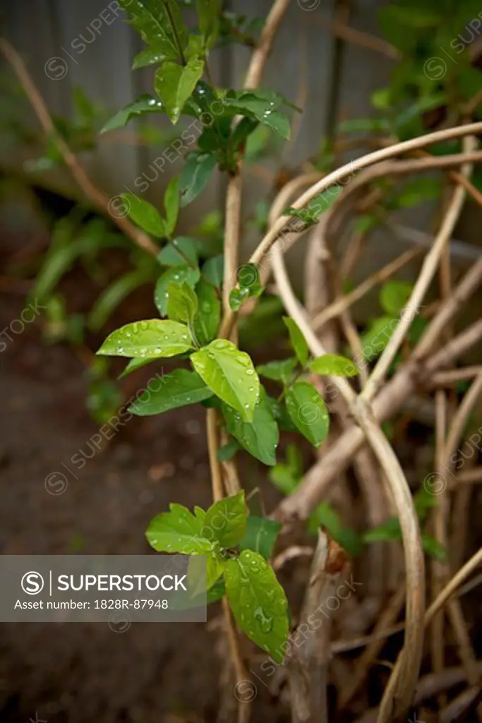 Close-up of Vine with new Leaves in Rain, Toronto, Ontario, Canada