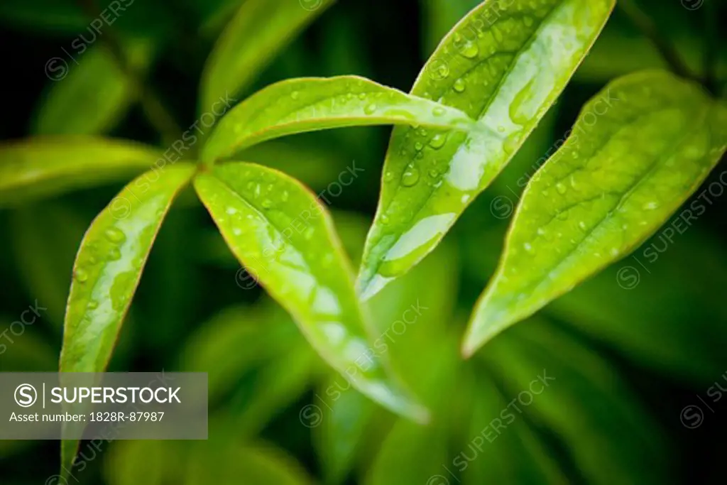 Close-up of Water Drops on Leaves