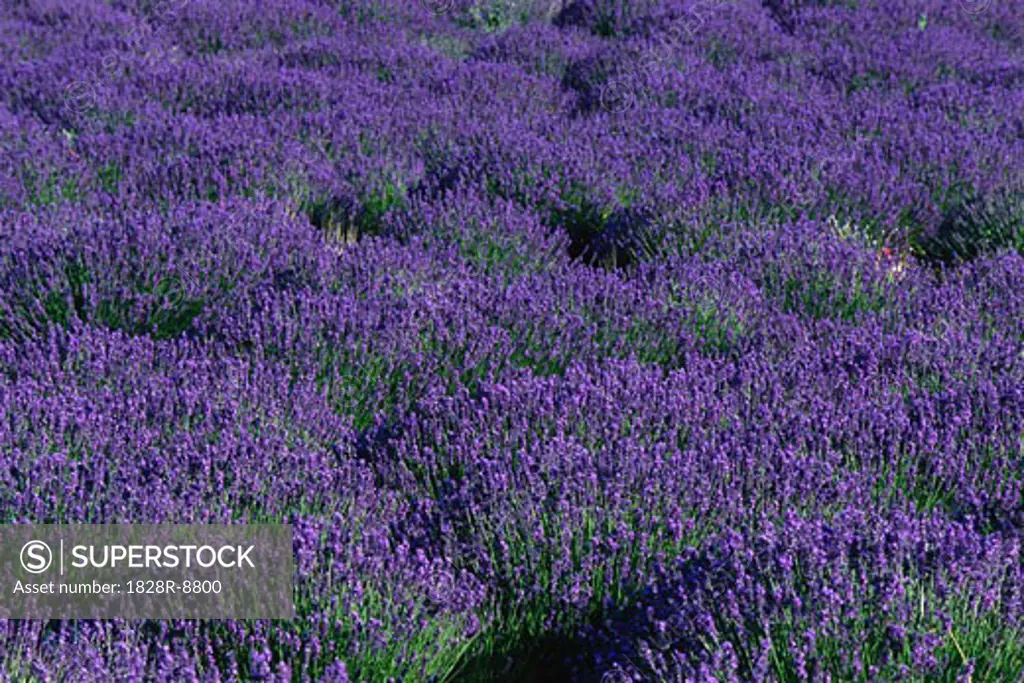 Lavender Field, Provence, France   