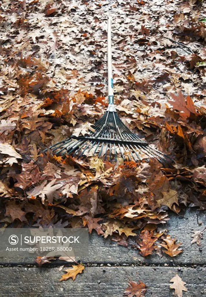 Autumn Leaves and Rake