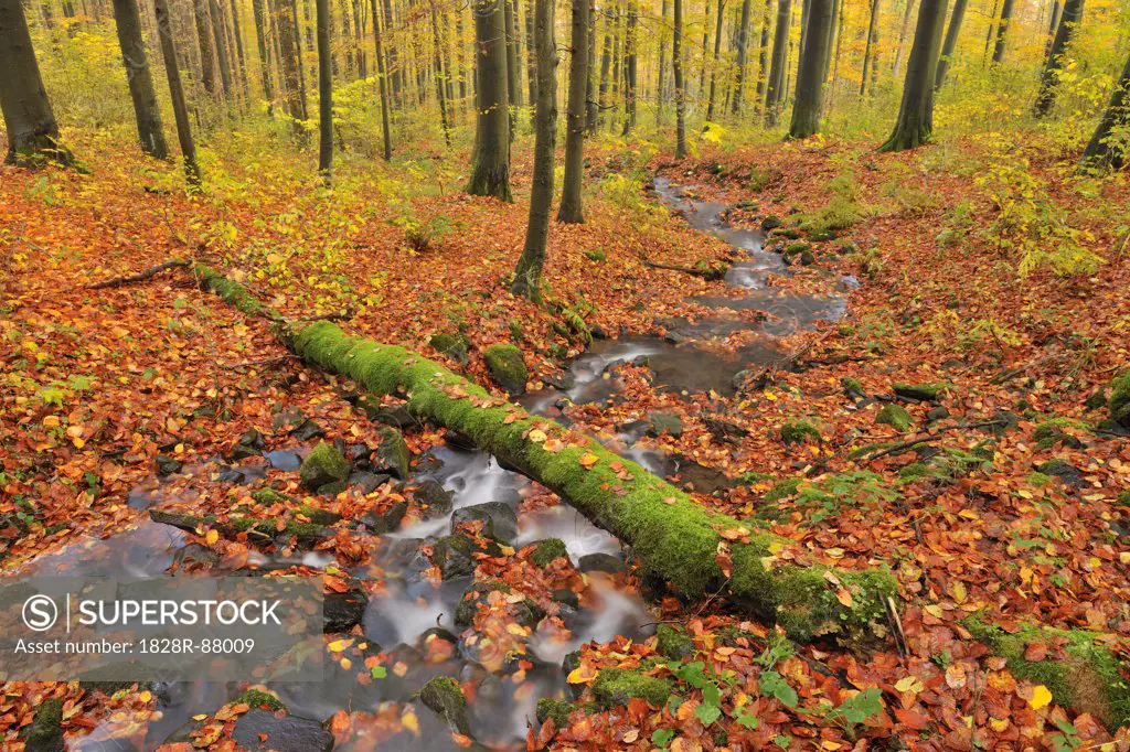 Stream in Autumn Forest, Rhon Mountains, Hesse, Germany