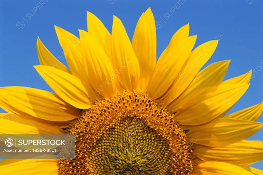 Close-Up of Sunflower   