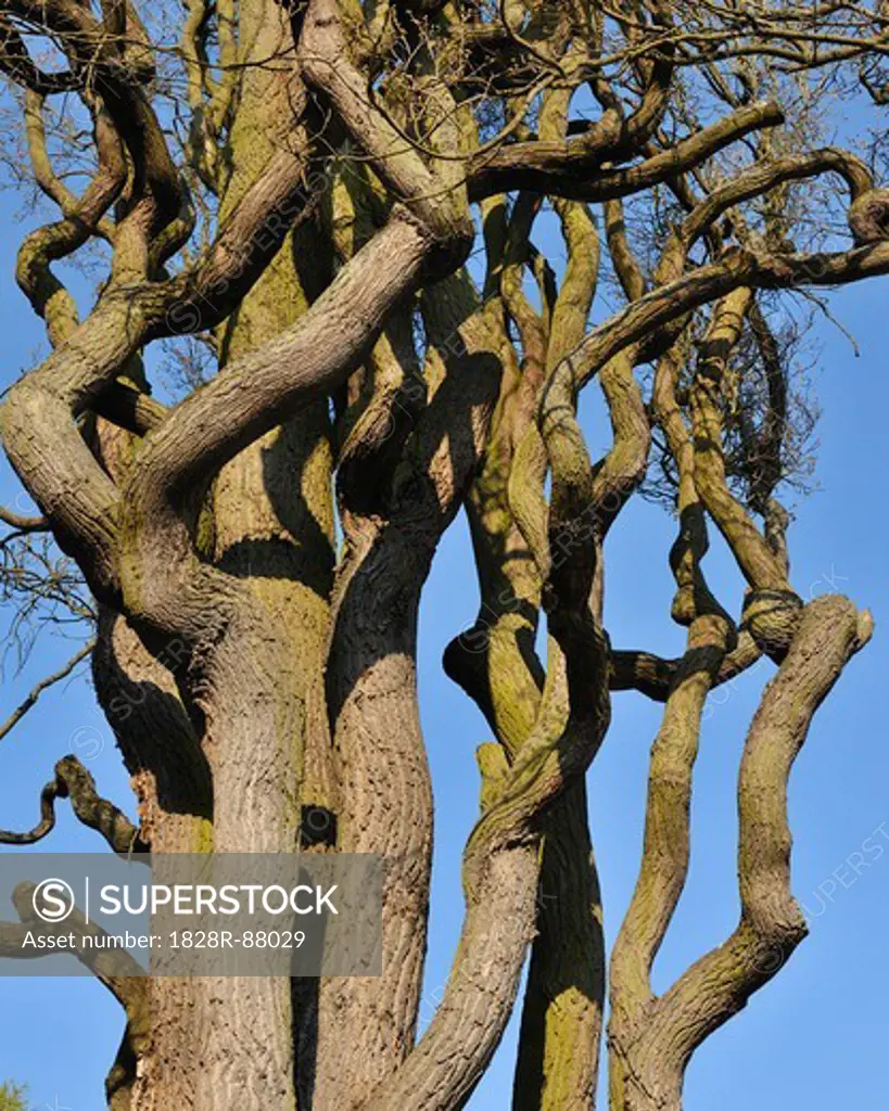 Winding Tree Branches, Wertheim, Baden-Wurttemberg, Germany