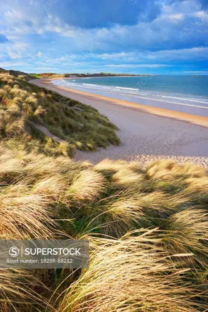 Grass Covered Dunes and Sandy Beach of Embleton Bay, Northumberland, England