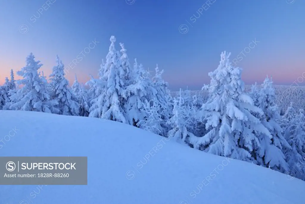 Snow Covered Conifer Trees at Dawn, Schneeekopf, Gehlberg, Thuringia, Germany