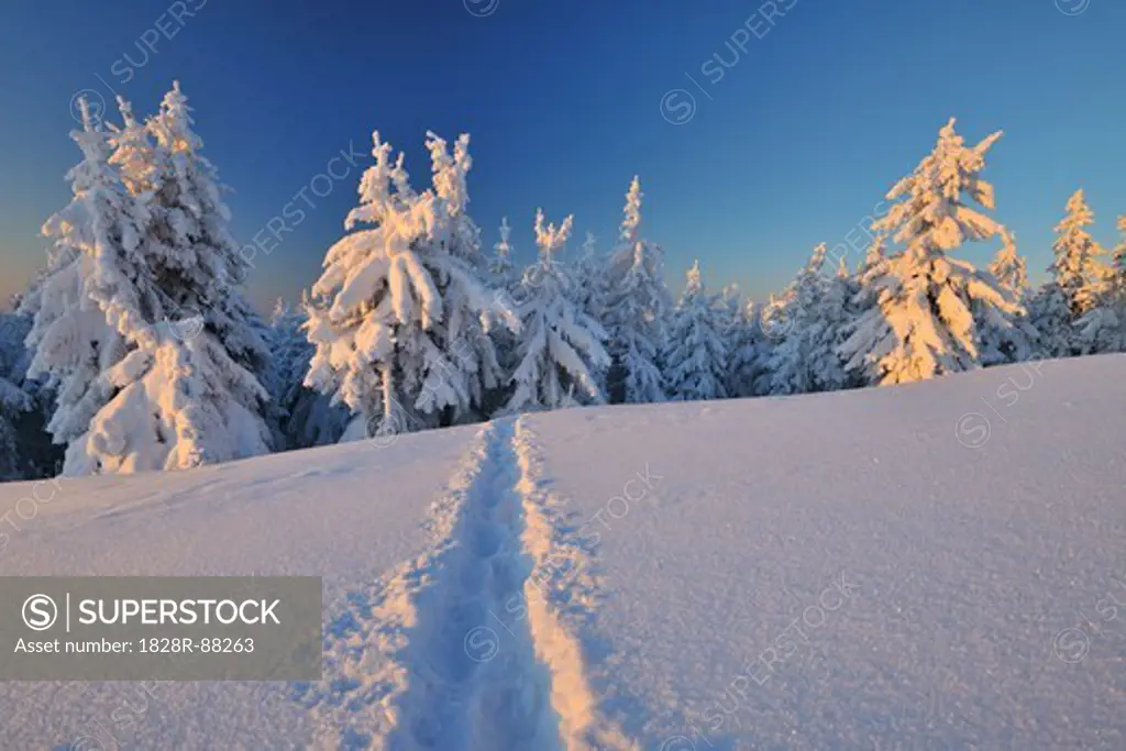 Snow Covered Winter Landscape with Footprints in Snow, Schneeekopf, Gehlberg, Thuringia, Germany