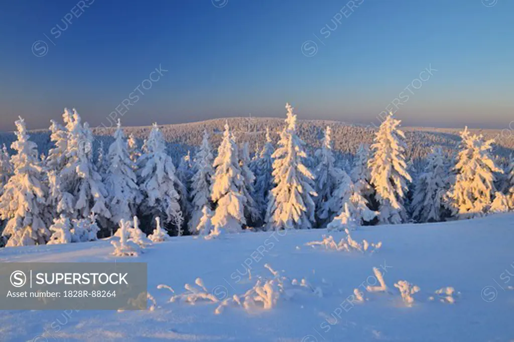 Snow Covered Conifer Trees, Schneeekopf, Gehlberg, Thuringia, Germany