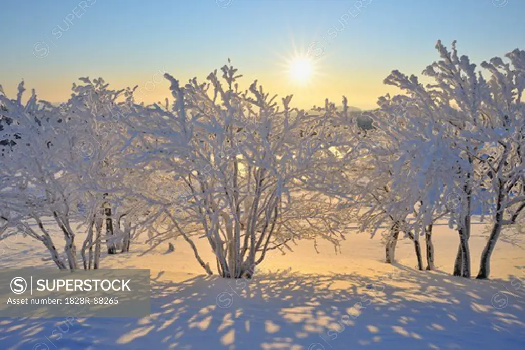 Snow Covered Trees with Sun, Schneeekopf, Gehlberg, Thuringia, Germany
