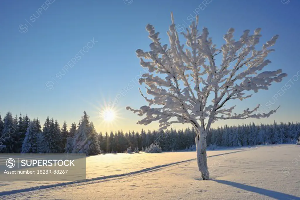 Snow Covered Tree, Schneeekopf, Gehlberg, Thuringia, Germany