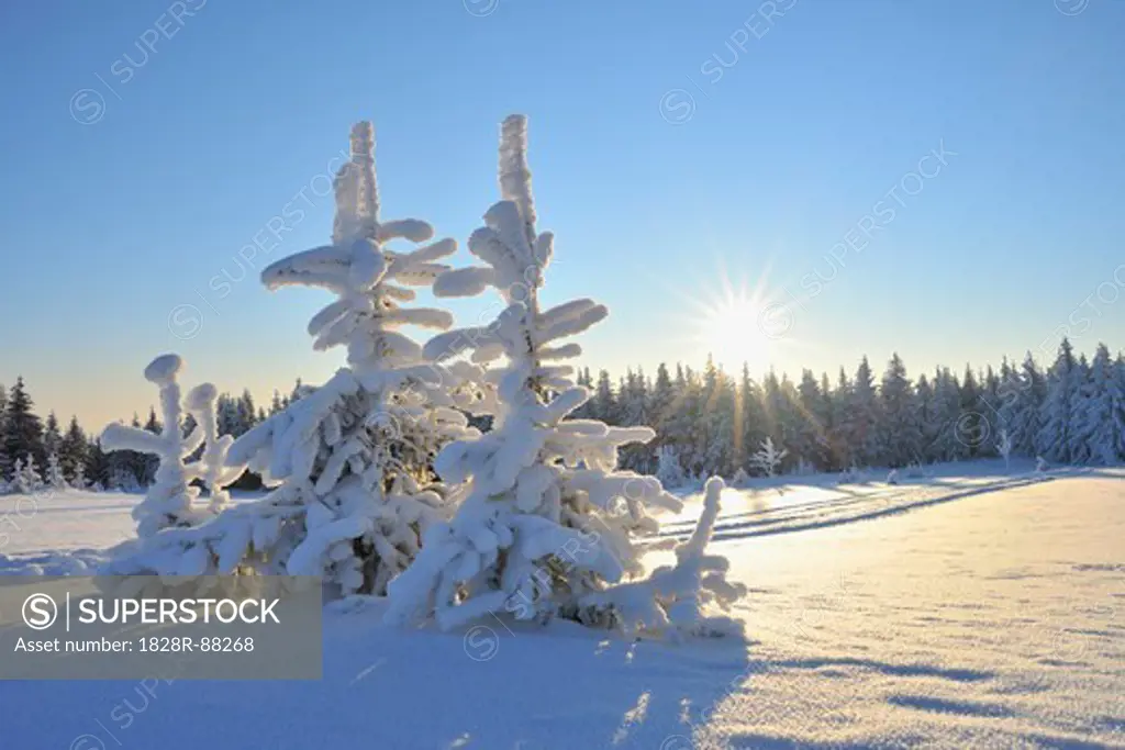 Snow Covered Conifer Trees, Schneeekopf, Gehlberg, Thuringia, Germany
