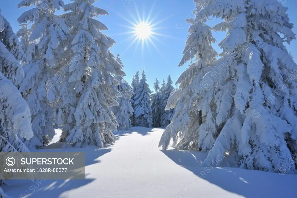 Snow Covered Conifer Trees with Sun, Grosser Beerberg, Suhl, Thuringia, Germany