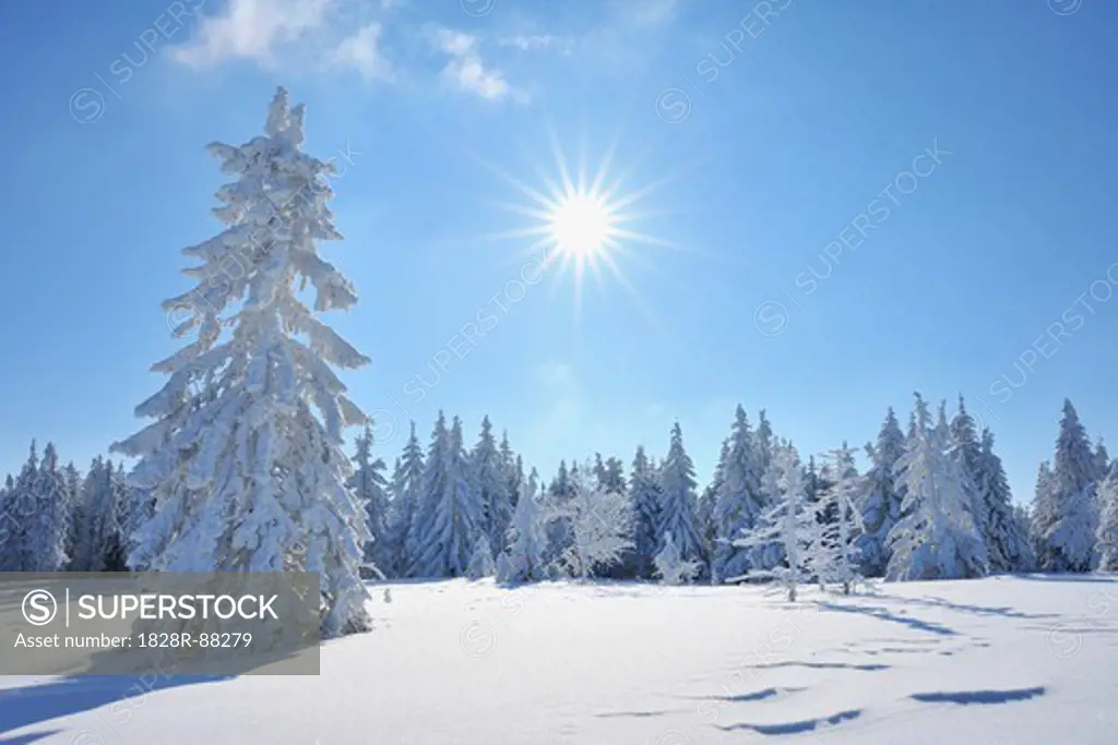 Snow Covered Conifer Trees with Sun, Grosser Beerberg, Suhl, Thuringia, Germany