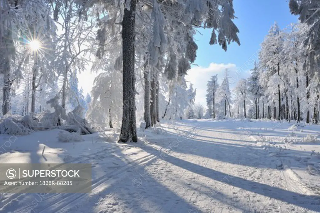 Snow Covered Path, Rennsteig, Grosser Inselsberg, Brotterode, Thuringia, Germany