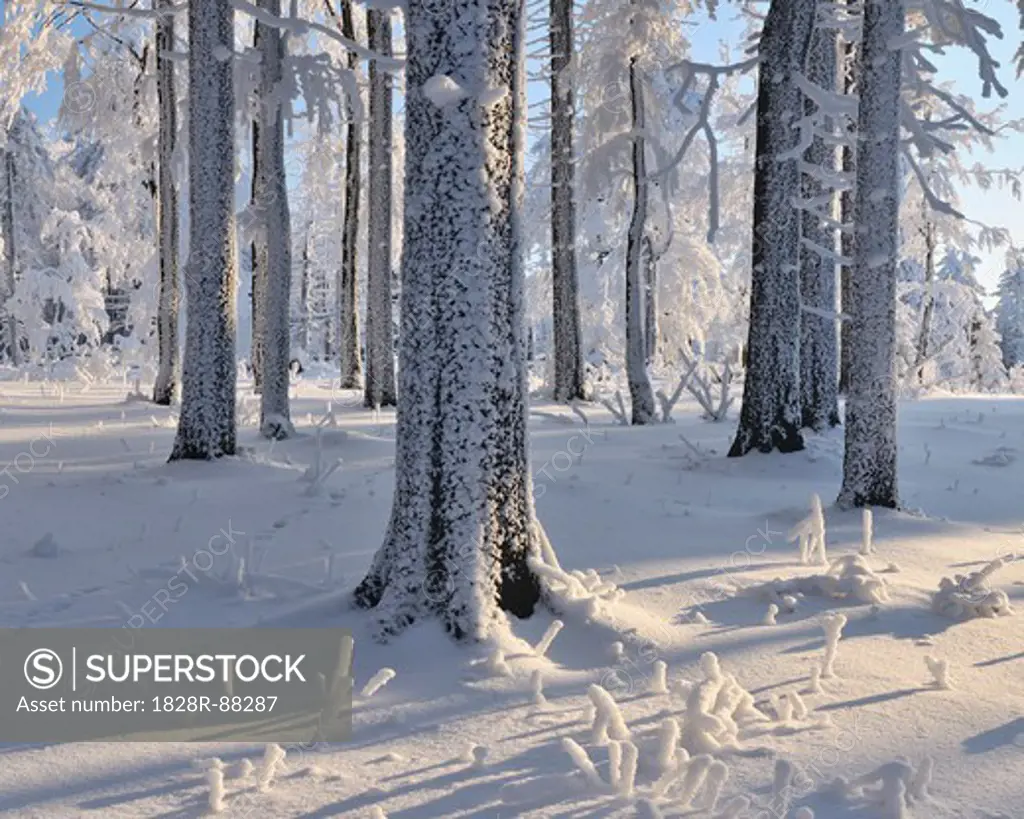 Snow Covered Forest, Grosser Inselsberg, Brotterode, Thuringia, Germany