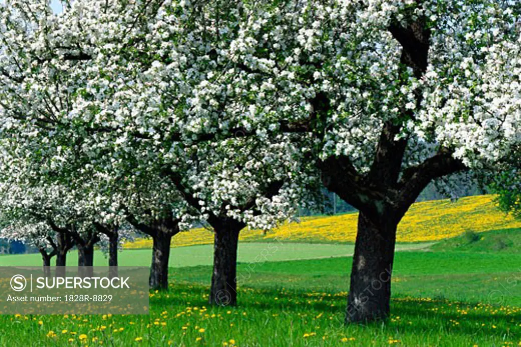 Blossoming Apple Trees, Baden-Wurttemberg, Germany   
