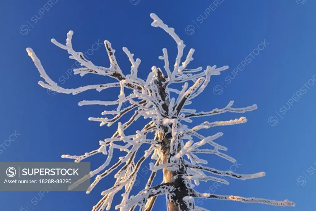 Snow Covered Conifer Tree Branch, Grosser Inselsberg, Brotterode, Thuringia, Germany
