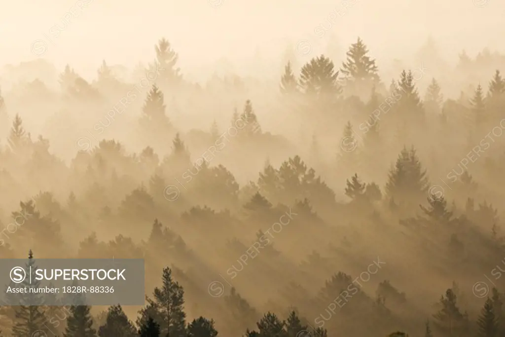 Morning Mist, Isar Valley, Bad Tolz-Wolfratshausen, Upper Bavaria, Bavaria, Germany