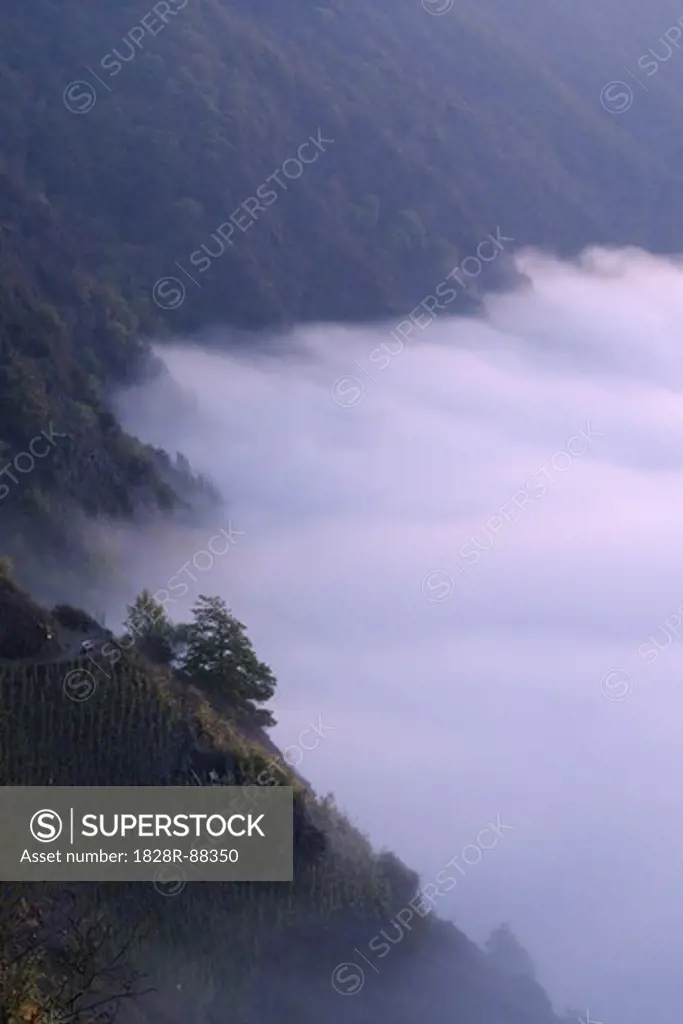 Fog, Moselle River, Mosel Valley, Cochem-Zell, Rhineland-Palatinate, Germany