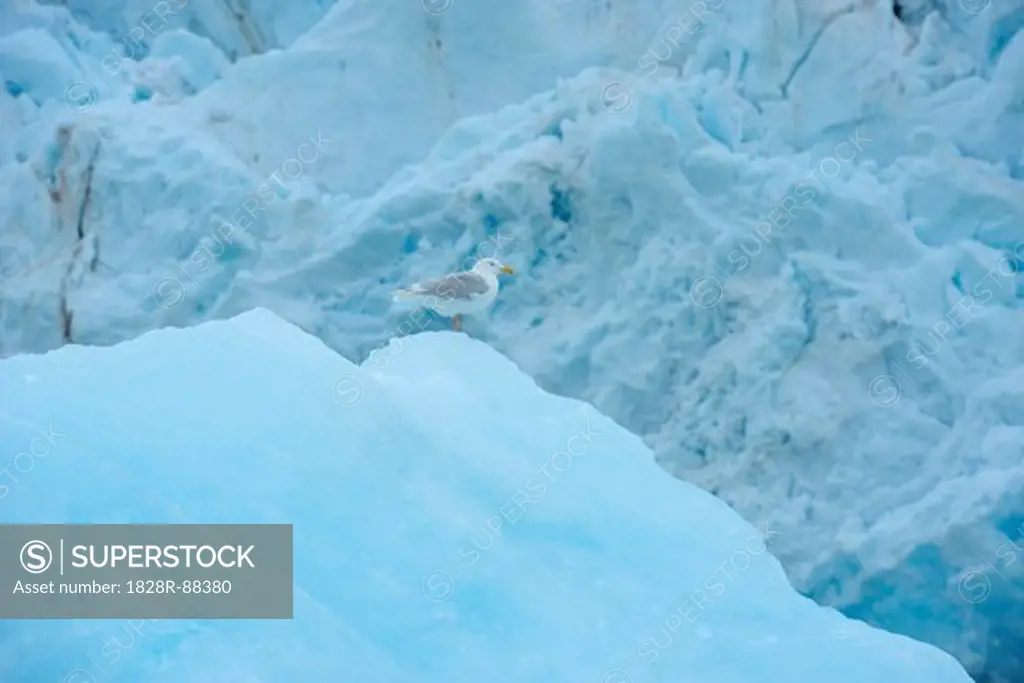 Seagull, Monacobreen Glacier, Haakon VII Land, Spitzbergen, Svalbard, Norway
