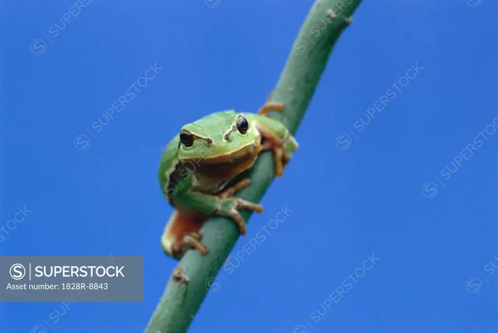 Tree Frog   