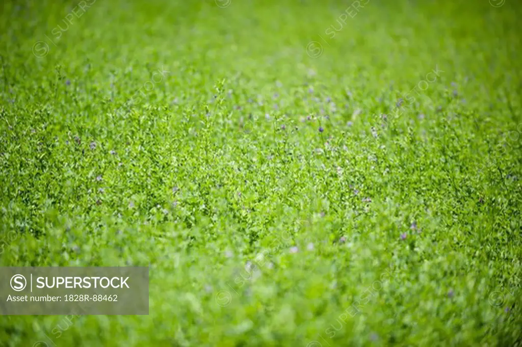 Close-up of Grass Groundcover