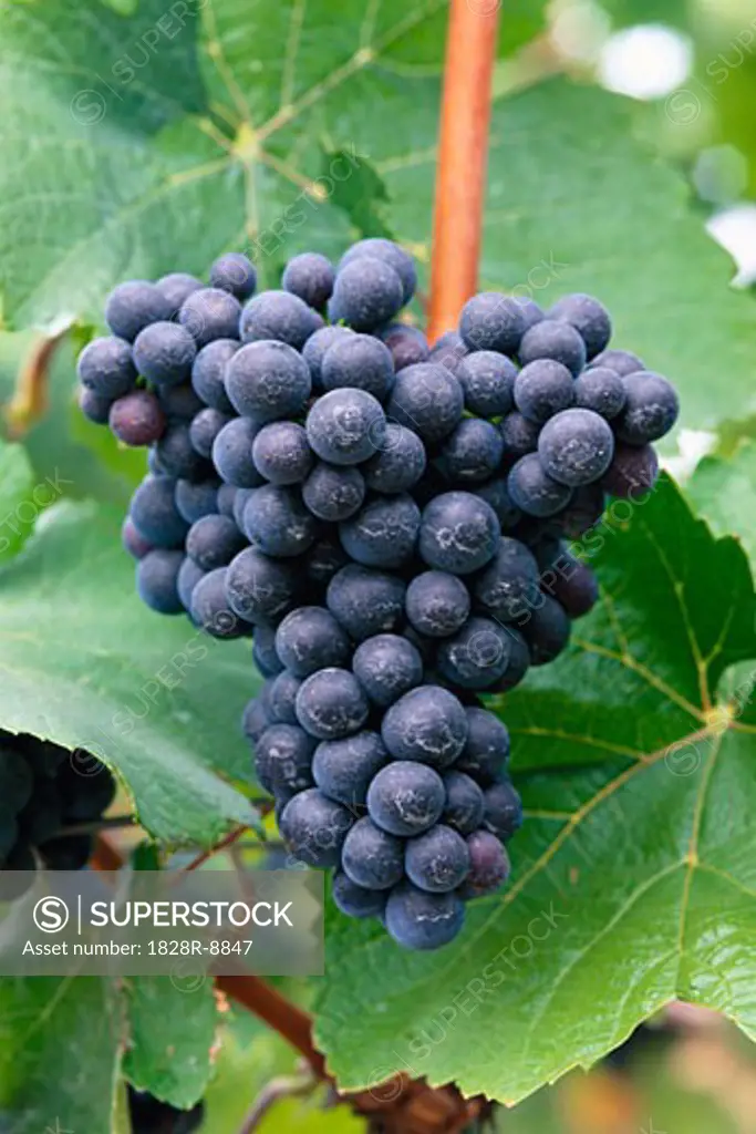 Grape Bunch   
