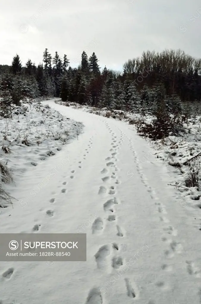 Footprints in Snow on Trail near Villingen-Schwenningen, Black Forest, Baden-Wurttemberg, Germany