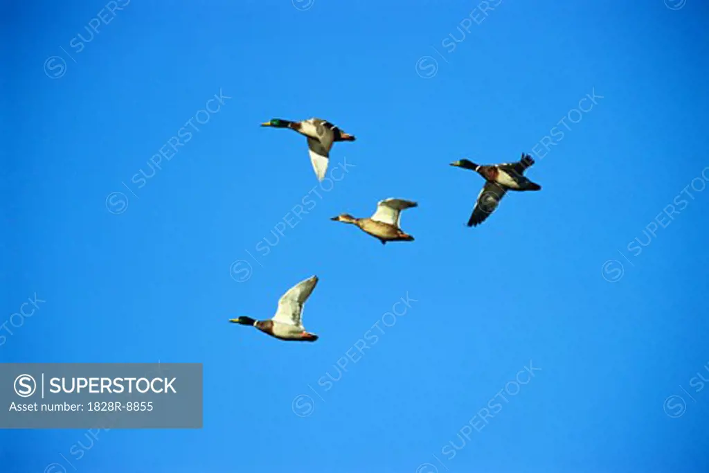 Mallard Ducks in Flight   