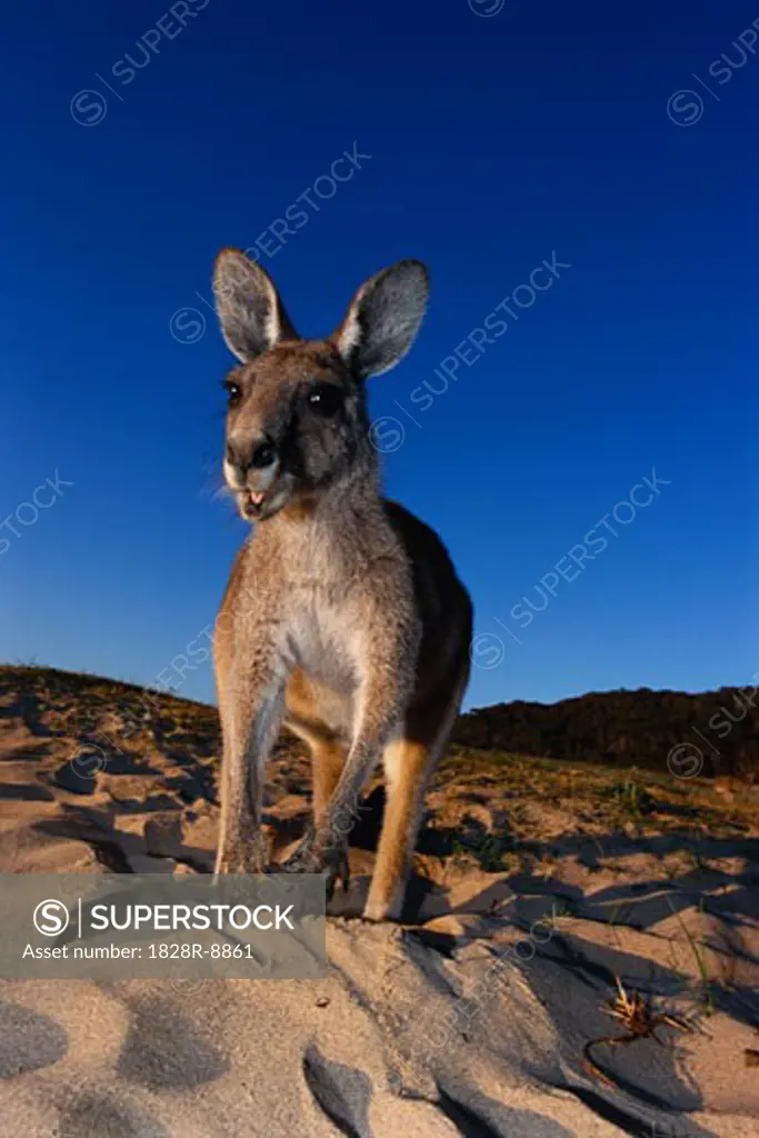 Kangaroo, Victoria, Australia   