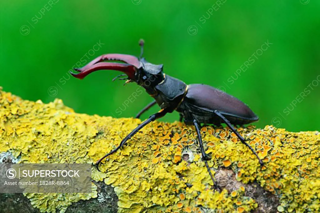 Stag Beetle   
