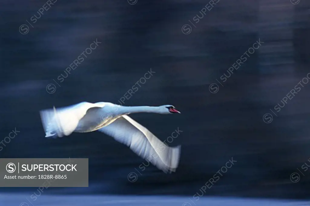 Mute Swan in Flight   