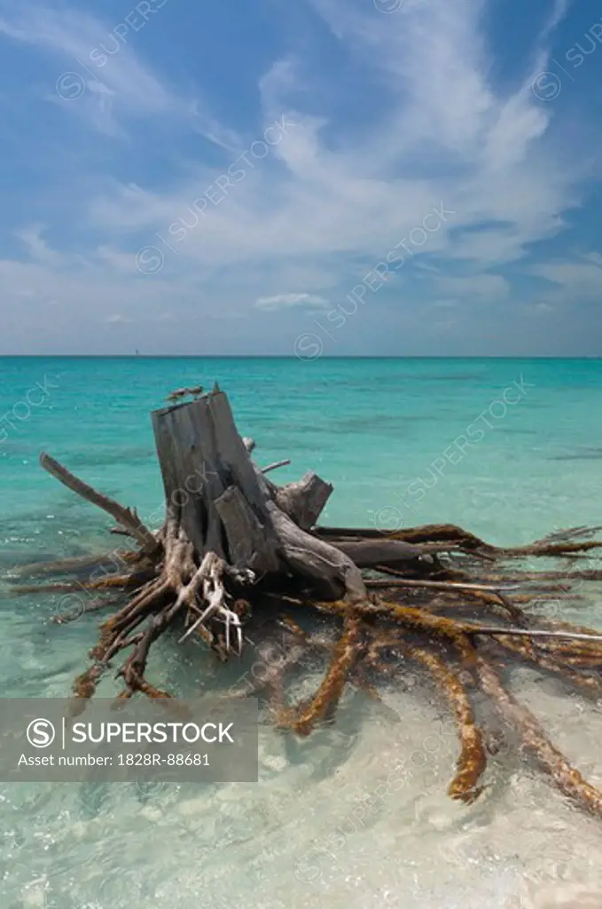 Dead Tree, Cayo Largo, Canarreos Archipelago, Cuba