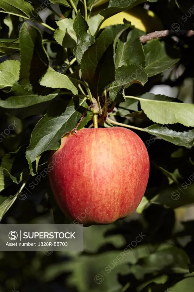 Red Apple, Cawston, Similkameen Country, British Columbia, Canada