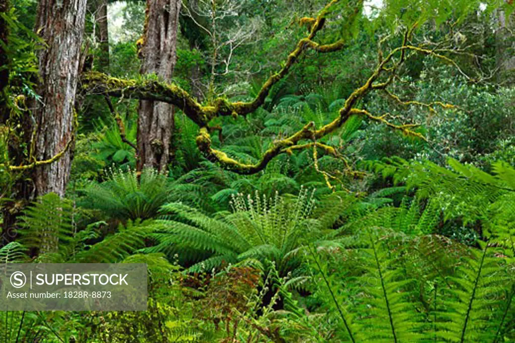 Forest, Otway National Park, Victoria, Australia   