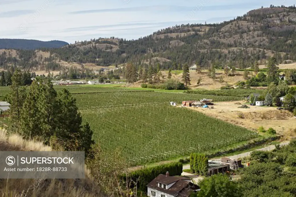 Fruit Farm and Mountains, Cawston, Similkameen Country, British Columbia, Canada