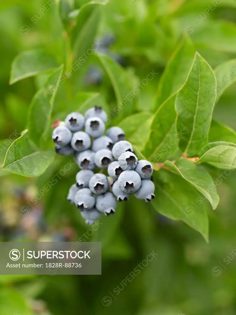 Blueberries, Barrie, Ontario, Canada