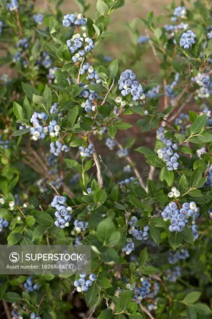 Blueberries, Barrie, Ontario, Canada