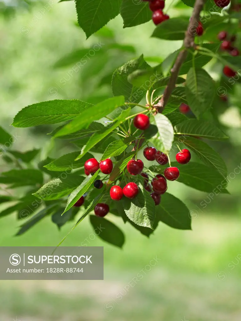 Sour Cherries, Beamsville, Niagara Region, Ontario, Canada