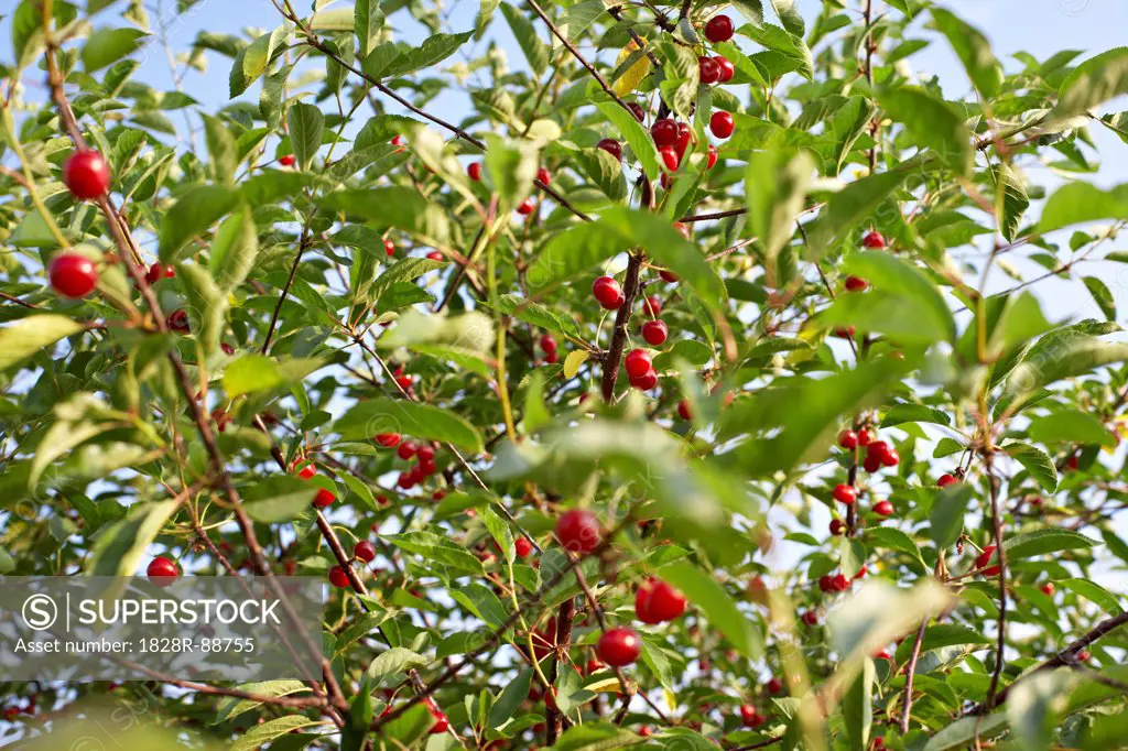 Sour Cherries, Beamsville, Niagara Region, Ontario, Canada