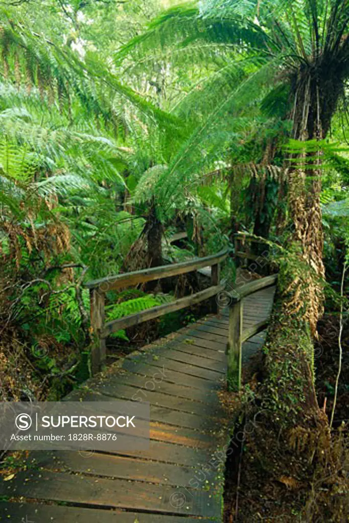 Boardwalk, Otway National Park, Victoria, Australia   