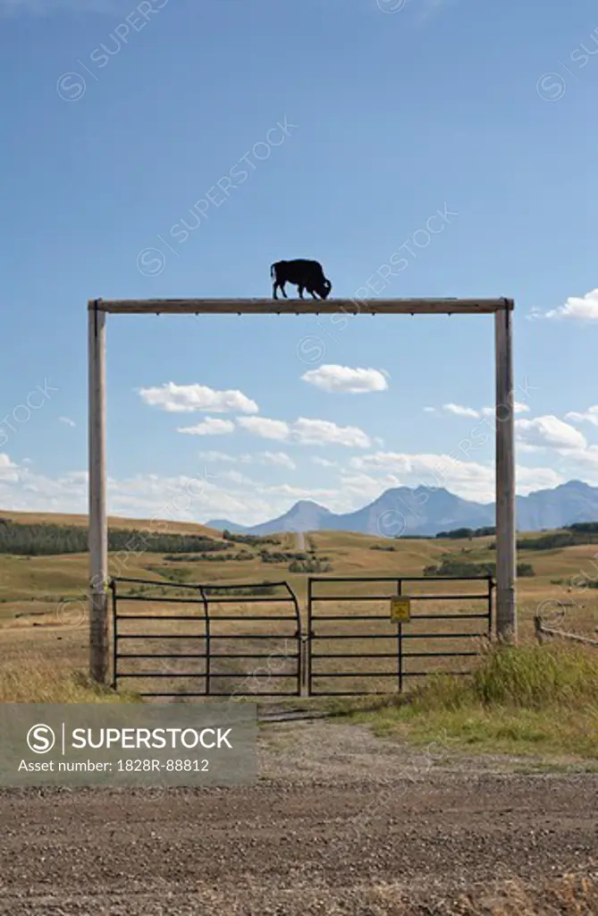Gate at Tacarsey Bison Ranch, Pincher Creek, Alberta, Canada